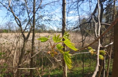 Parco storico in vendita Dębe Wielkie, Ruda, Masovia, Foto 4/24