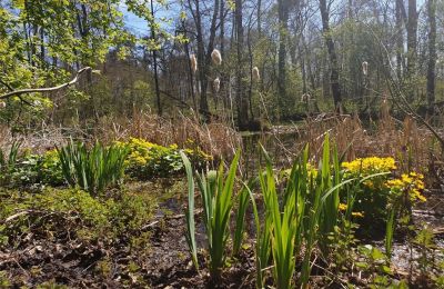 Parco storico in vendita Dębe Wielkie, Ruda, Mazovia:  