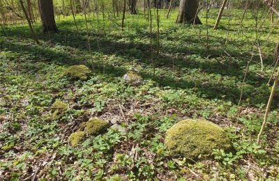 Parco storico in vendita Dębe Wielkie, Ruda, Masovia, Foto 10/24