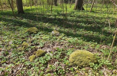 Parco storico in vendita Dębe Wielkie, Ruda, Mazovia:  