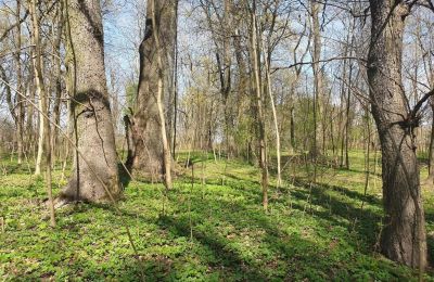 Parco storico in vendita Dębe Wielkie, Ruda, Masovia, Foto 12/24