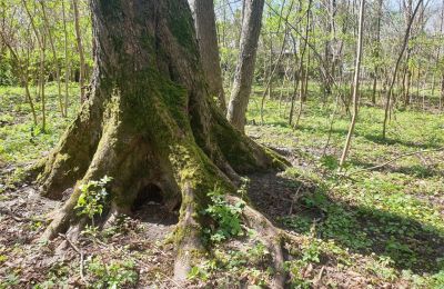 Parco storico in vendita Dębe Wielkie, Ruda, Mazovia:  