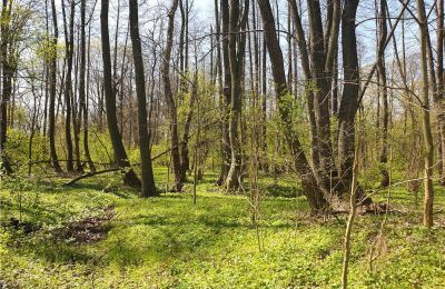 Parco storico in vendita Dębe Wielkie, Ruda, Masovia, Foto 21/24