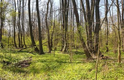 Parco storico in vendita Dębe Wielkie, Ruda, Mazovia:  