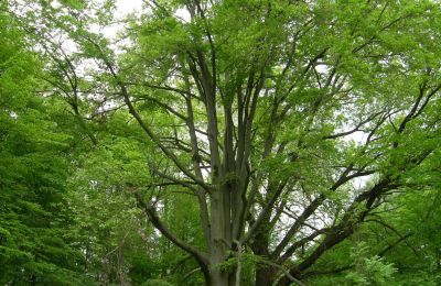 Palazzo in vendita Gwoździany, Spółdzielcza 4a, Voivodato della Slesia:  Parco