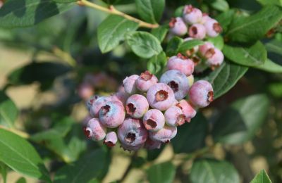 Casa di campagna in vendita Niévares, Asturie, Blueberries aus Region 