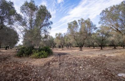 Casa di campagna in vendita Manduria, Via per Lecce km 2, Puglia, Foto 29/31