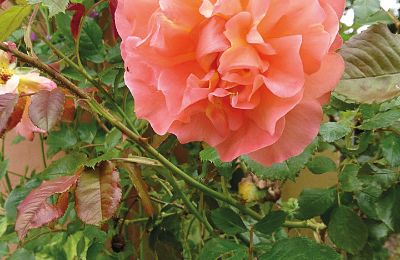 Castello medievale in vendita Mecklenburg-Vorpommern, Foto 82/96