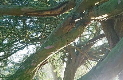 Castello medievale in vendita Mecklenburg-Vorpommern, Foto 59/96