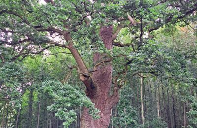 Castello medievale in vendita Mecklenburg-Vorpommern, Foto 67/96