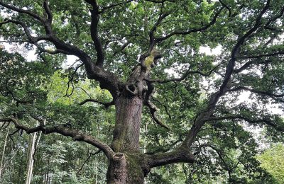 Castello medievale in vendita Mecklenburg-Vorpommern, Foto 8/96