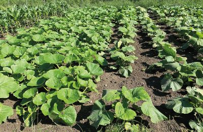 Castello medievale in vendita Mecklenburg-Vorpommern, Foto 61/96