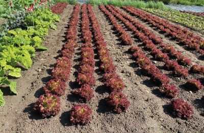 Castello medievale in vendita Mecklenburg-Vorpommern, Foto 60/96
