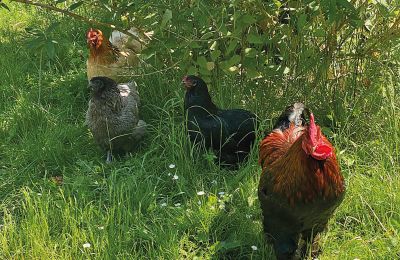 Castello medievale in vendita Mecklenburg-Vorpommern, Foto 74/96