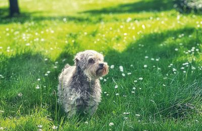 Castello medievale in vendita Mecklenburg-Vorpommern, Foto 76/96