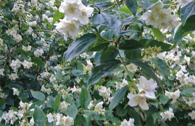 Castello medievale in vendita Mecklenburg-Vorpommern, Foto 73/96