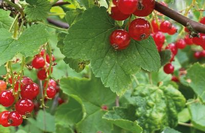 Castello medievale in vendita Mecklenburg-Vorpommern, Foto 79/96