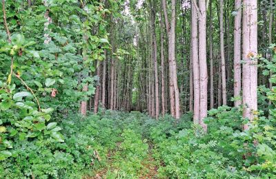 Castello medievale in vendita Mecklenburg-Vorpommern, Foto 66/96