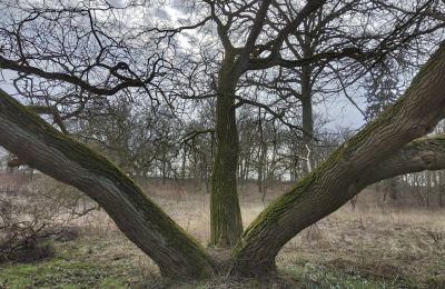 Villa padronale in vendita Bolkowice, Dwór w Bolkowicach, Pomerania Occidentale, Parco