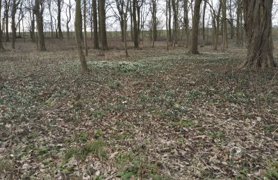 Villa padronale in vendita Bolkowice, Dwór w Bolkowicach, Pomerania Occidentale, Proprietà