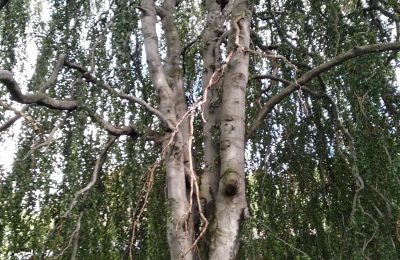 Castello in vendita Kostrzyna, Kostrzyna 38, Bassa Slesia, Foto 13/19