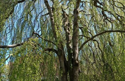 Castello in vendita Kostrzyna, Kostrzyna 38, Bassa Slesia, Foto 14/19