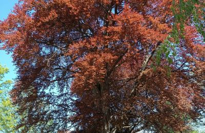 Castello in vendita Kostrzyna, Kostrzyna 38, Bassa Slesia, Foto 15/19