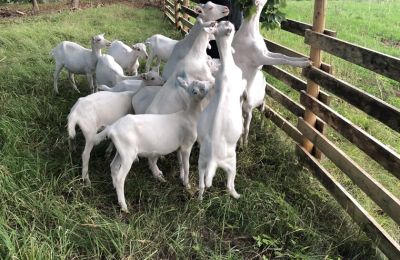 Villa padronale in vendita Vandzene, Curlandia, Foto 5/7